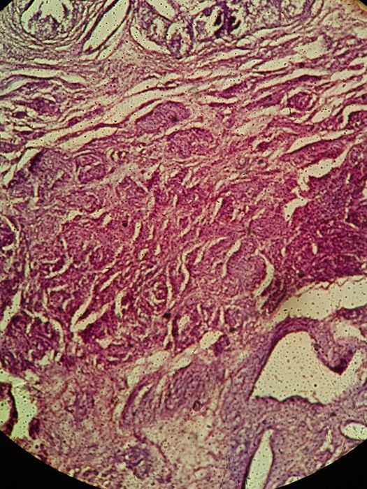 Мікроскоп Nikon eclipse E200