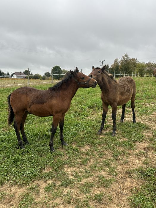 Hucuły, ogierki, źrebieta