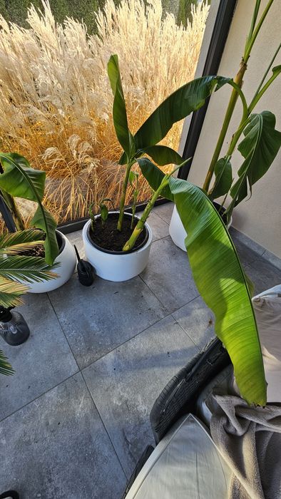 Bananowiec Musa Basjoo x 4