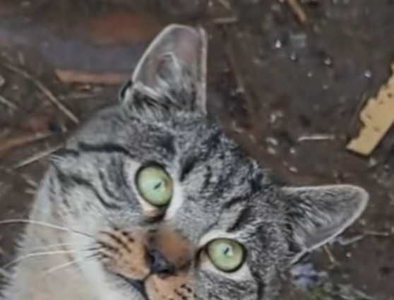 Kot Polkowice, okolice rynku, ktoś wie, co z nim?