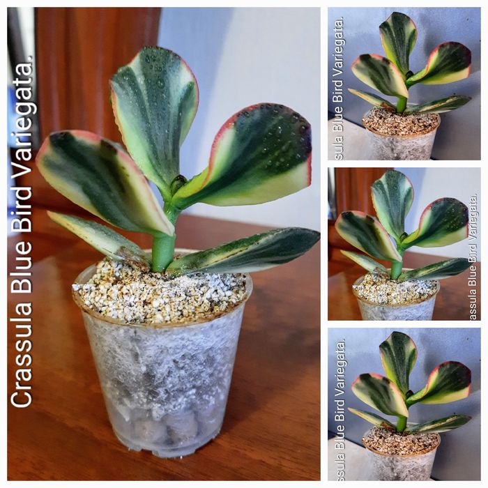 Редкие крассулы, толстянки, денежные деревья.