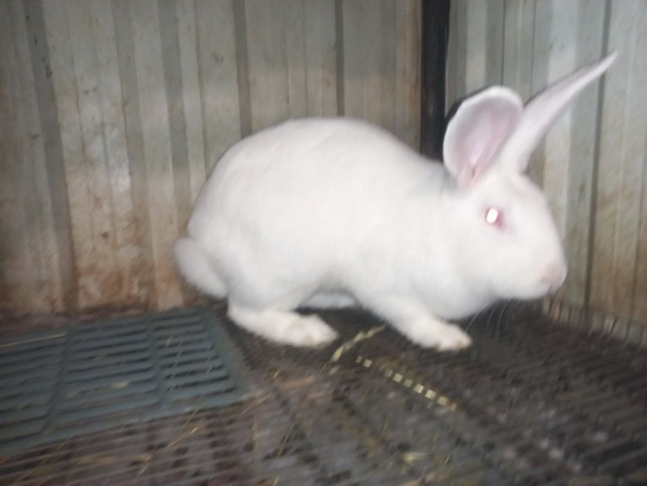 Кролик самець Термонська біла