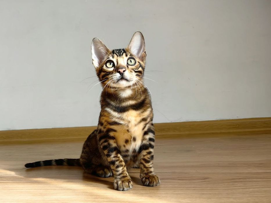 Kocurek Bengalski gotowy do nowego domu
