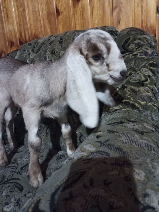 Коза нубо каморі 40 %