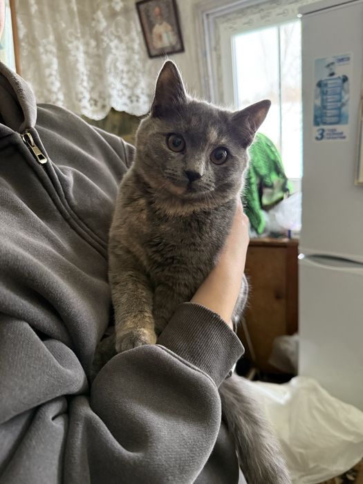 Віддам в хороші руки