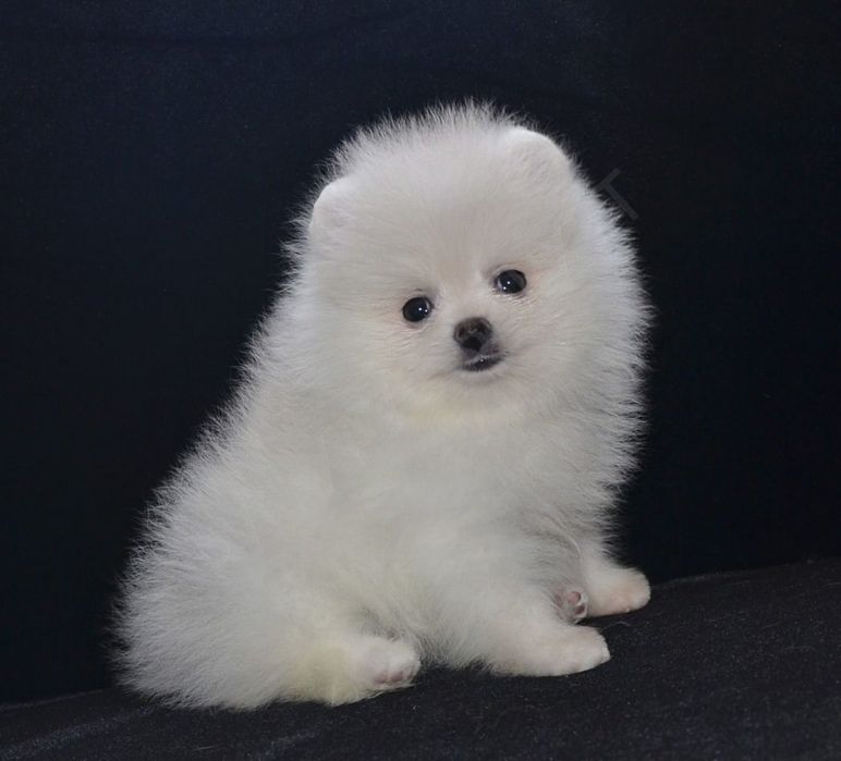 Белые мишуточки мальчики и девочки