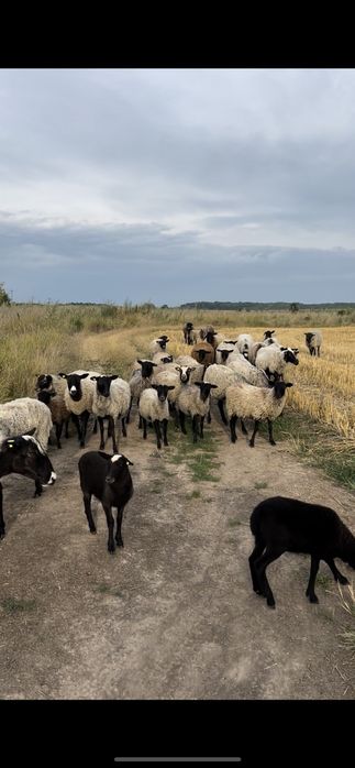 Продам овець Романівської природи