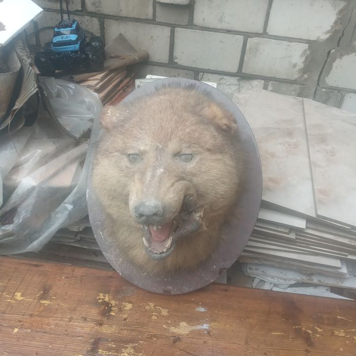 Рога копитных .Олень лось косуля.