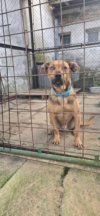 Niebieskooki Staś błaga o dom