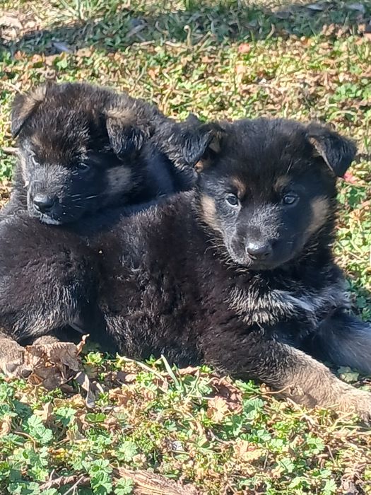 Цуценята німецької вівчарки