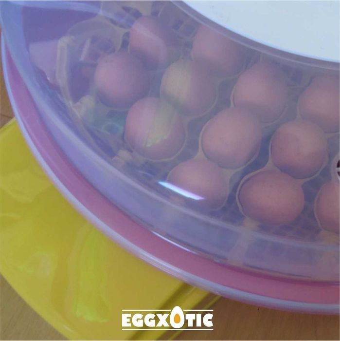 Chocadeira Automática - Galinhas, Aves Exóticas e Reptéis