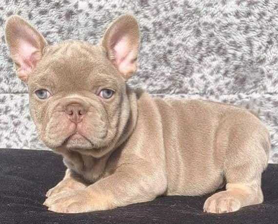 Buldog Francuski  NEW SHADE  Isabella PLATINUM Lilac
