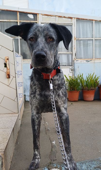 Macho com 9 meses tem chip e registo  120