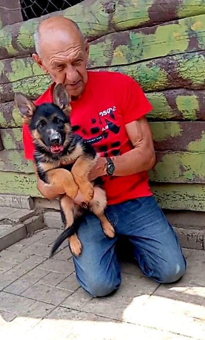 Чепрачные,яркие щенки 2,5 мес.