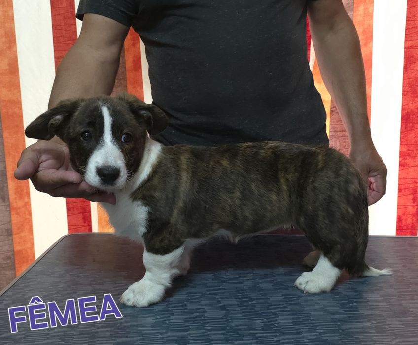 Welsh corgi cardigan oportunidade única