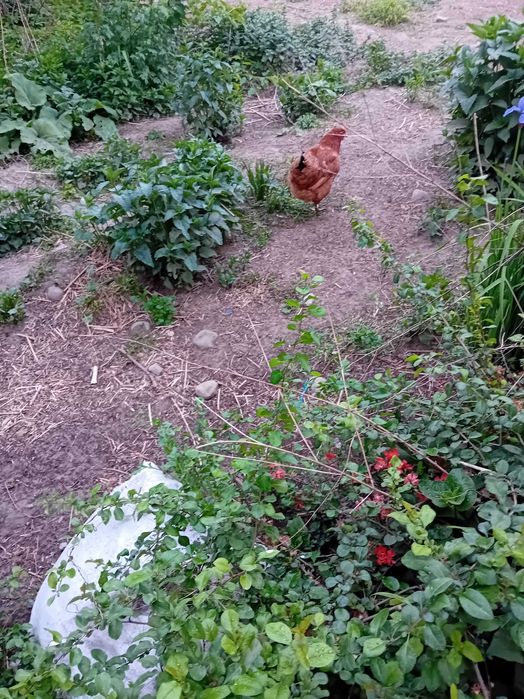 Sprzedam  wiejskie jajka od mlodych kur.