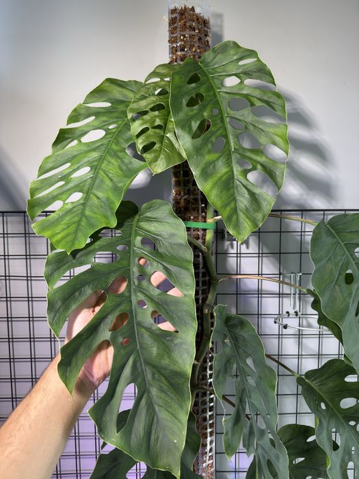 Monstera Dubia - ogromna 2 metrowa roslina