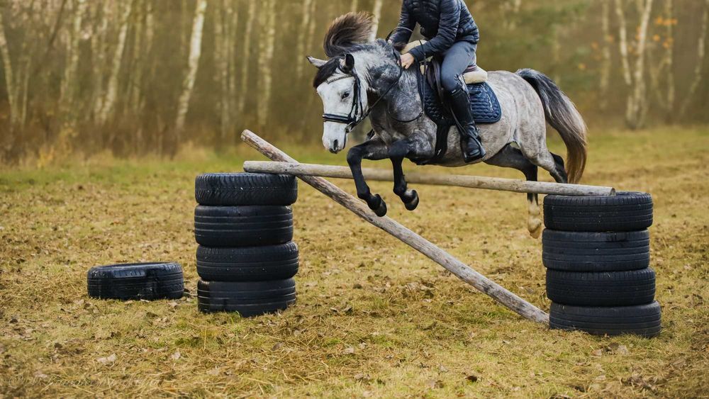 Ogier kuc feliński 4 lata