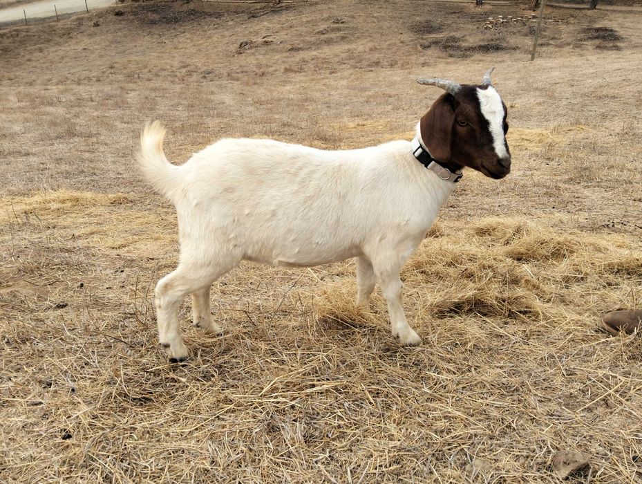 Duas cabras Boer com 7 meses