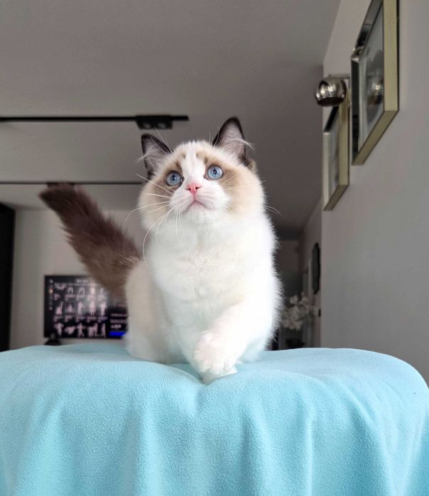 Ragdoll kocur z rodowodem FPL.
