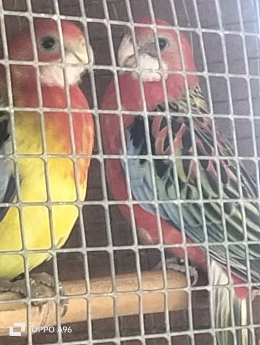 Ring Necks e pyhurras