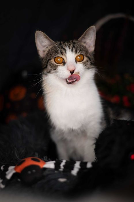 LALUŚ kocur do adopcji