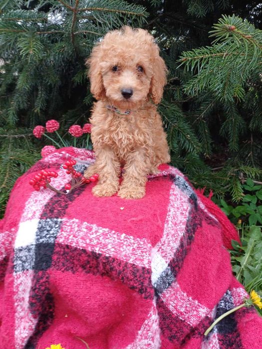 Красень хлопчик той-пудель.