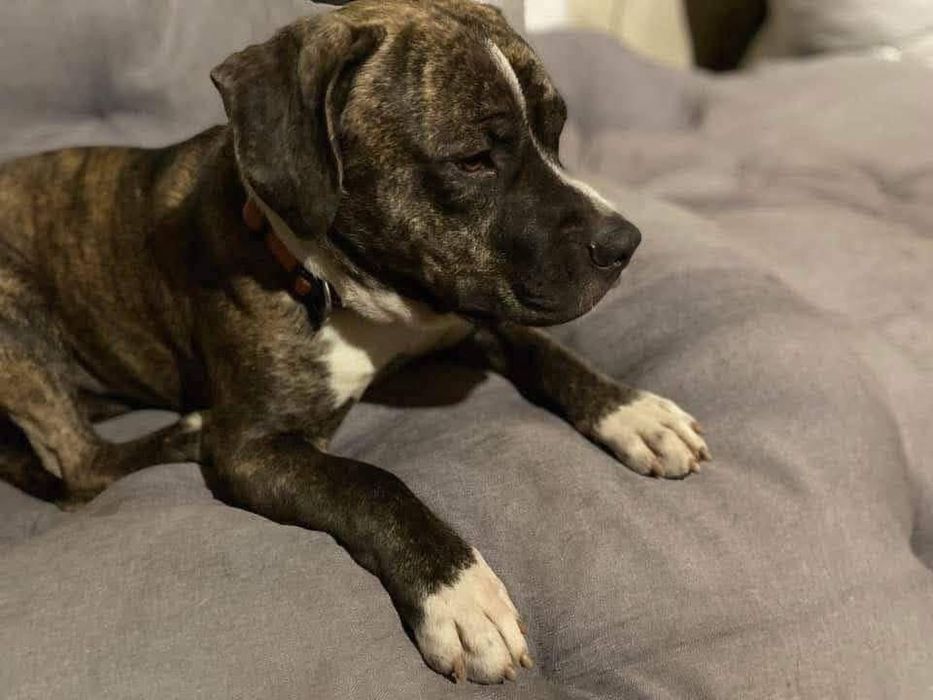 Сильний та гарний пес в надійні і відповідальні руки!