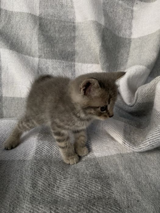 Кошенята прямовухі