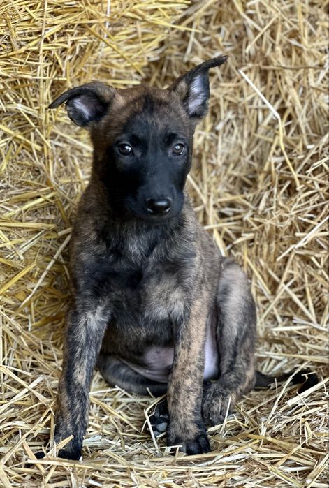 Пацан! Голландская овчарка!