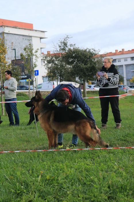 Pastor Alemão com lop