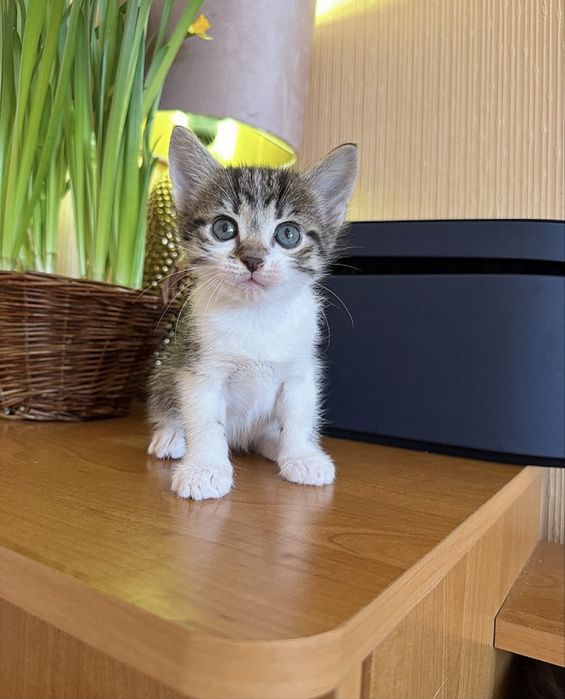 Осуществим вашу мечту !Киев,доставка!