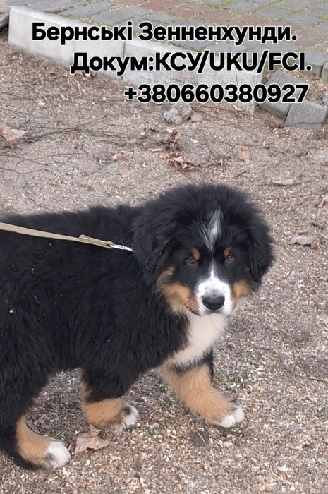 Бернські Зенненхунди(Швейцарська пастушья вівчарка)
