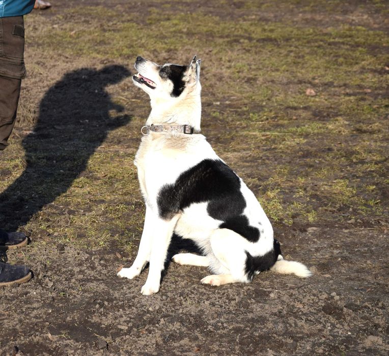 Śliczna, kochana, radosna, przytulaśna, bezdomna sunia prosi o dom