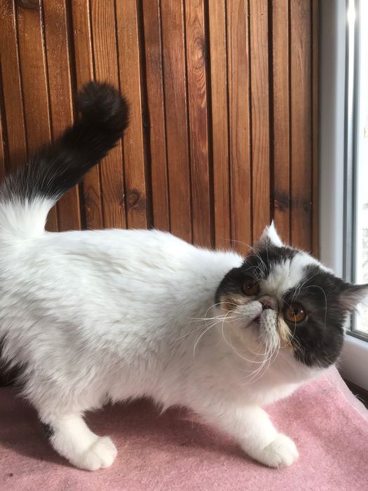 Кот, молодой - все стандарты породы!