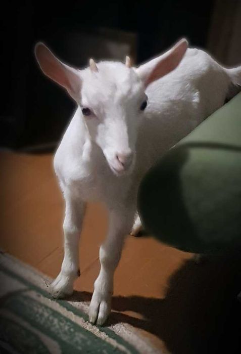 Зааненські кози та козенята / Зааненские козы и козлята