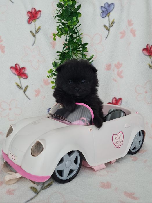 Estupenda menina mini mini 590g pronta entrega  Lulu da Pomerânia/Spitz Alemão Anão de Qualidade