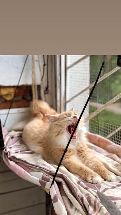 Отдам персикового пушистого кота, 1 год,,кастрирован,  привит