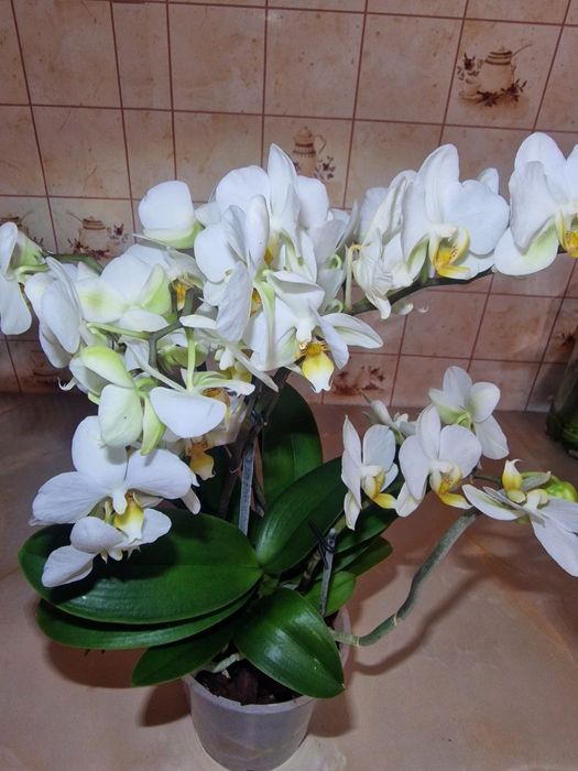 Орхідеї бігліпи та інші сорти