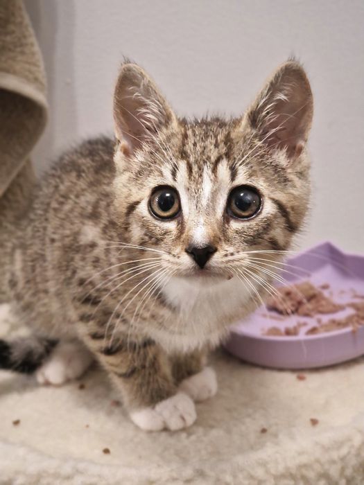 Kot Bandyta do adopcji