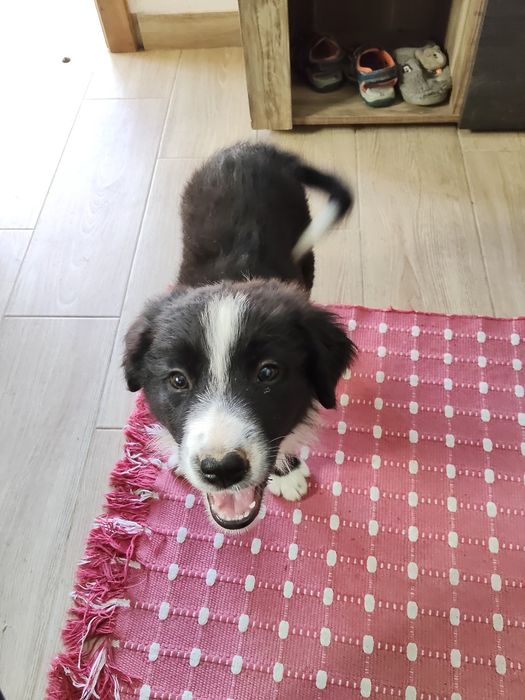 Cachorrinho Border Collie (LOP/RI/pedigree)