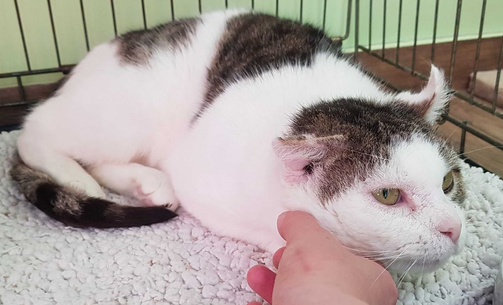 Poznań i okolice - kocurek Dynks szuka domu