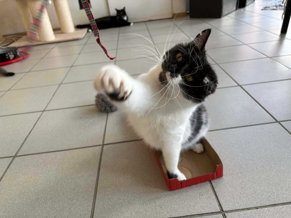 Urocza koteczka szuka domu