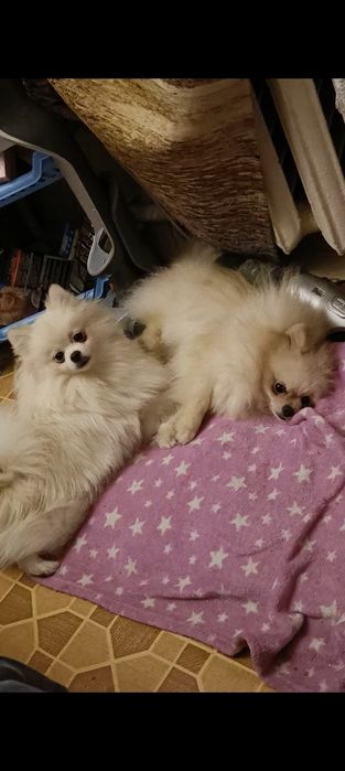 Померанский шпиц Белоснежный продажа и  Вязка