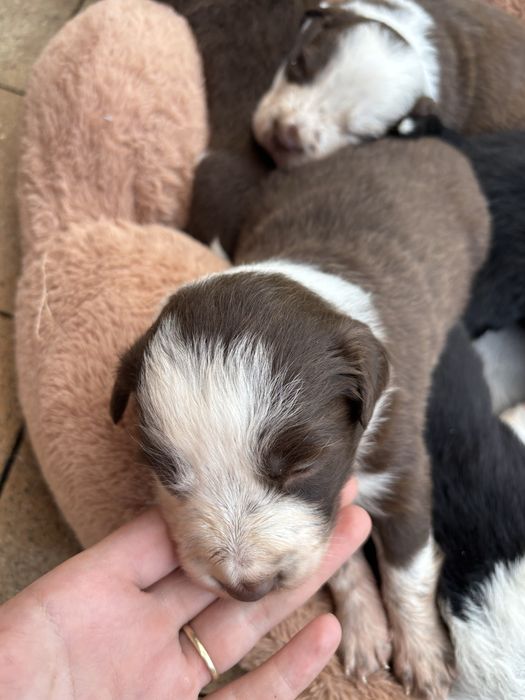 Border Collie, Rezerwacja!!