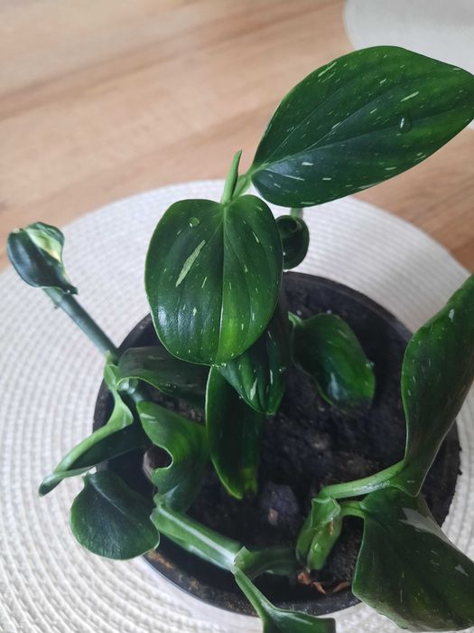 Monstera Cobra/Standleyana