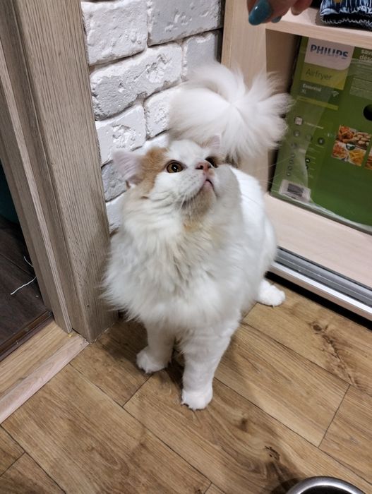 Продам шотландского кота