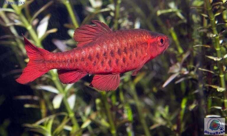 MISIEKZOO Brzanki - Brzanka titeja / Brzanka Wysmukła