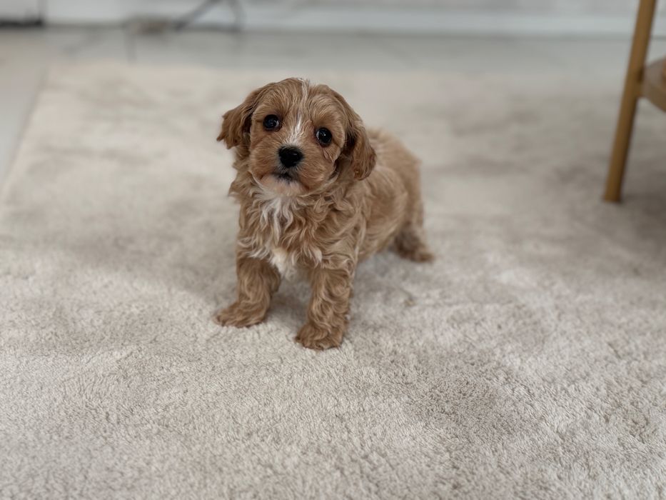 Maltipoo - piesek ;)