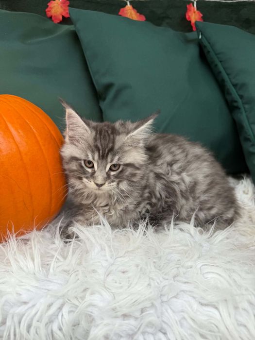 Maine Coon - kocurek